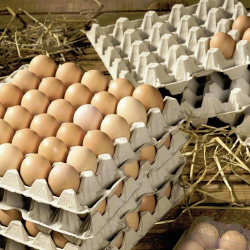 paper egg trays